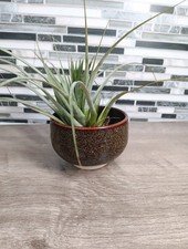Japanese Koyoto Art Pottery Matcha Bowl Hand Crafted Tinsdail Air Plant Holder