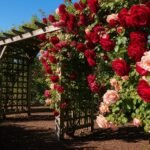 creative garden support designs